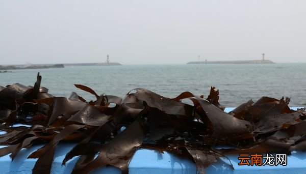 海带和柿子能一起吃吗 海带和柿子相克吗