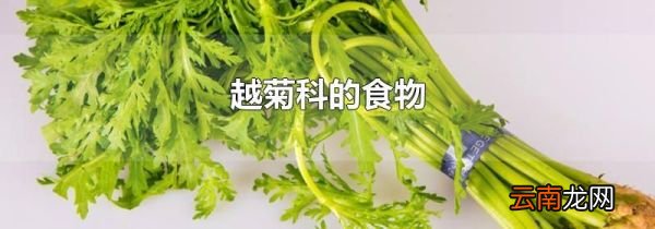越菊科的食物