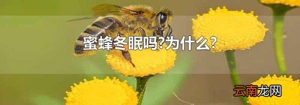 蜜蜂冬眠吗?为什么?