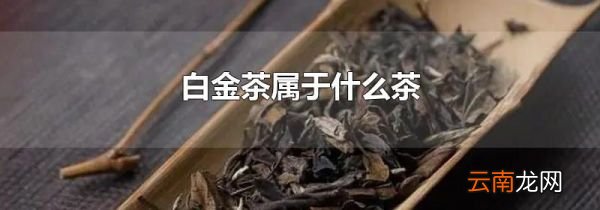 白金茶属于什么茶