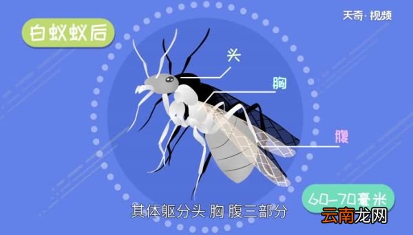 白蚁长啥样 白蚁的长相是啥样的