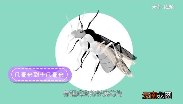 白蚁长啥样 白蚁的长相是啥样的