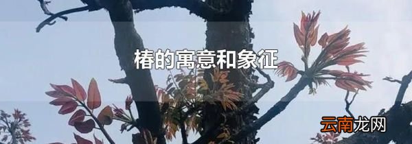 椿的寓意和象征