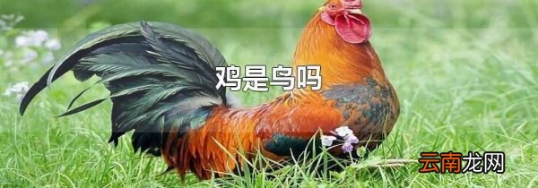 鸡是鸟吗