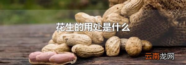 花生的用处是什么