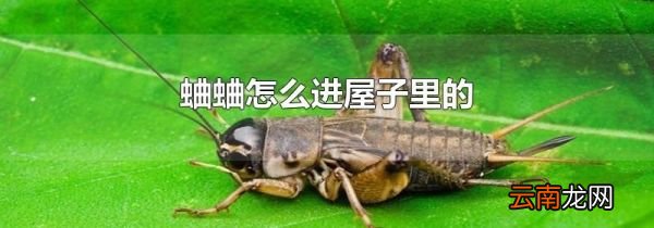 蛐蛐怎么进屋子里的
