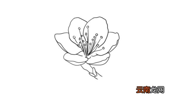 桃花简笔画 桃花怎么画