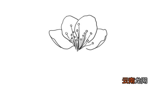 桃花简笔画 桃花怎么画