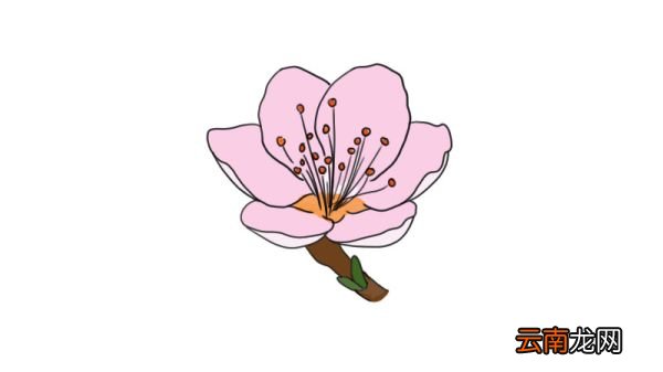 桃花简笔画 桃花怎么画