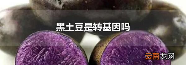 黑土豆是转基因吗