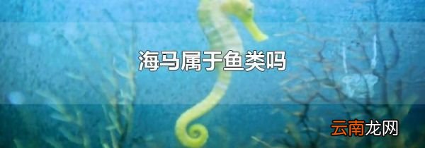 海马属于鱼类吗