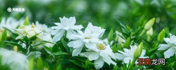 栀子花叶子发黄是什么原因 栀子花叶子发黄的原因