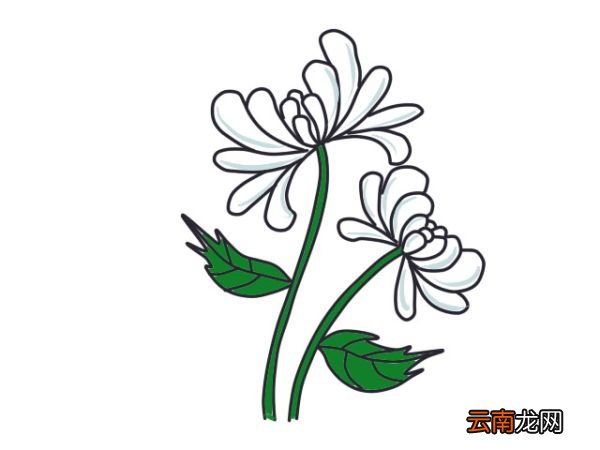 白菊花简笔画