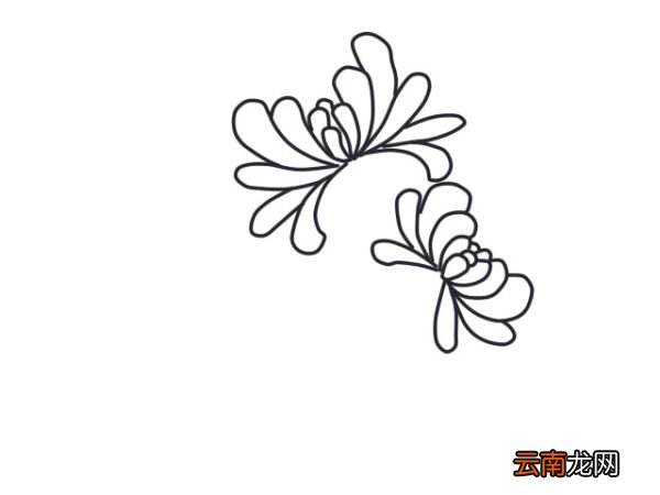 白菊花简笔画