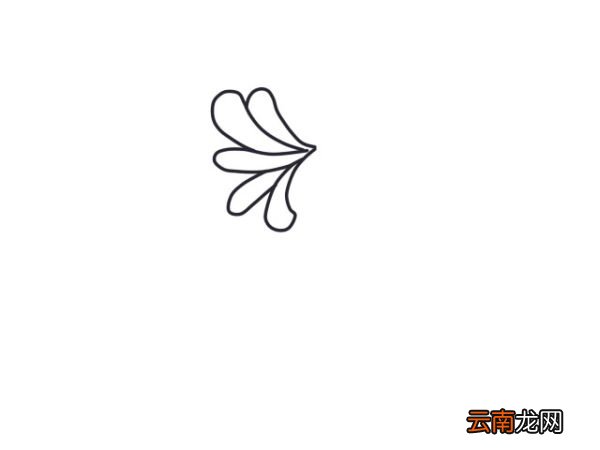 白菊花简笔画