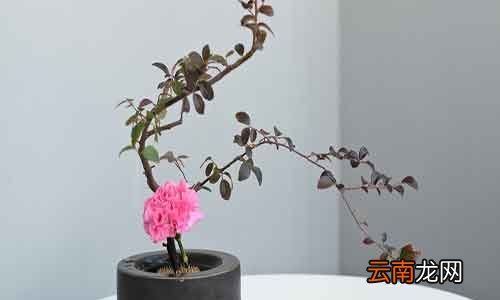 插花要领 插花技巧