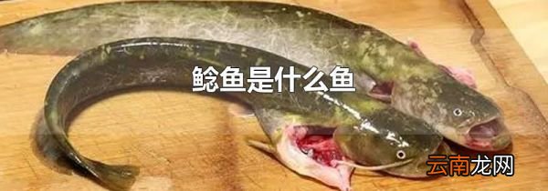 鲶鱼是什么鱼