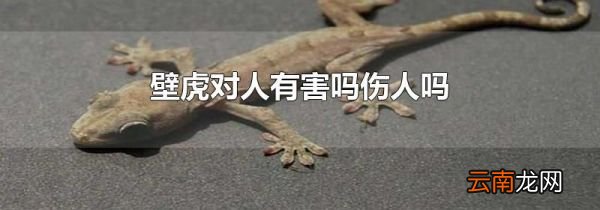 壁虎对人有害吗伤人吗