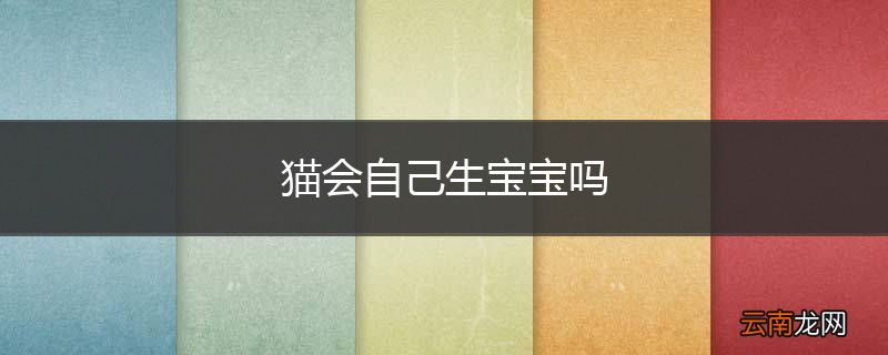 猫会自己生宝宝吗
