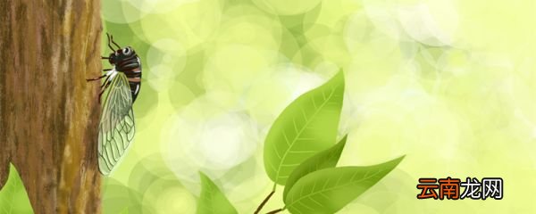 蝉的一生告诉我们什么道理 蝉的一生有什么道理