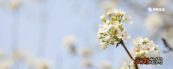 东栏梨花赏析 东栏梨花的意思
