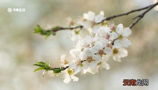 东栏梨花赏析 东栏梨花的意思