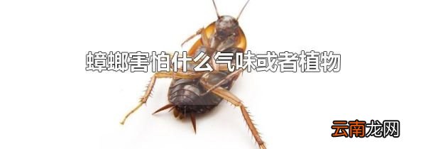 蟑螂害怕什么气味或者植物