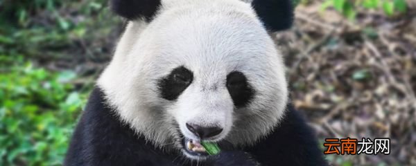陕西大熊猫和四川大熊猫对比 陕西大熊猫和四川大熊猫有哪些不同