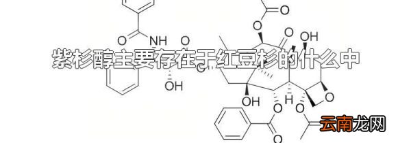 紫杉醇主要存在于红豆杉的什么中