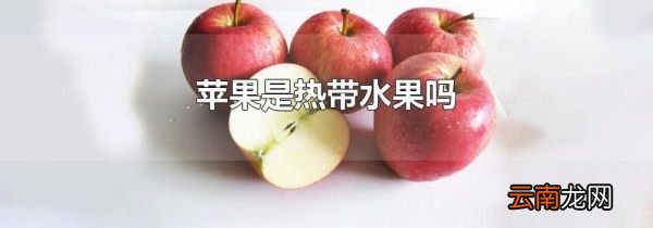 苹果是热带水果吗