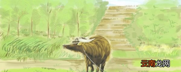 不知细叶谁裁出二月春风似剪刀描写的是什么事物 不知细叶谁裁出二月春风似剪刀描写的是什么