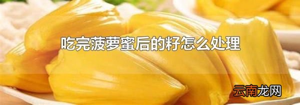 吃完菠萝蜜后的籽怎么处理