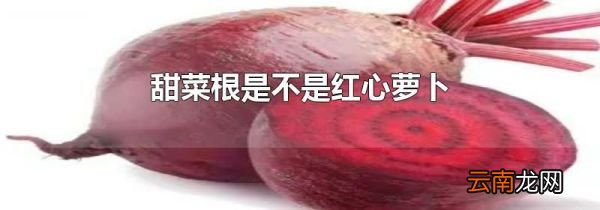 甜菜根是不是红心萝卜