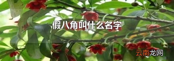 假八角叫什么名字