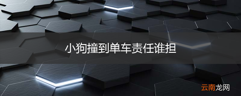 小狗撞到单车责任谁担