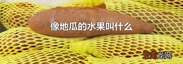 像地瓜的水果叫什么