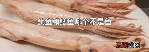 鱿鱼和鳝鱼哪个不是鱼