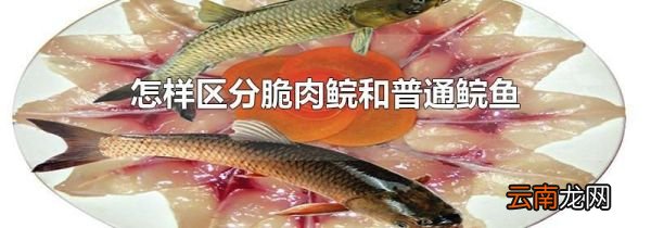 怎样区分脆肉鲩和普通鲩鱼