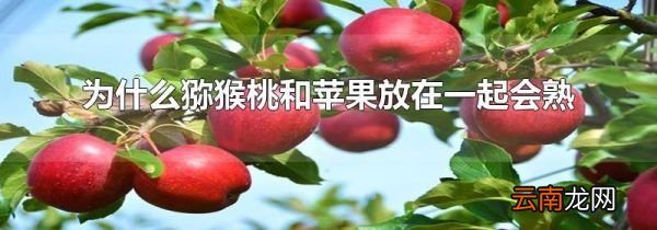 为什么猕猴桃和苹果放在一起会熟