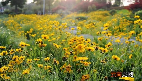 杜鹃花的养殖方法 杜鹃花的养殖方法是什么