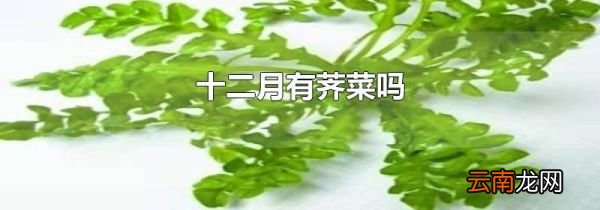 十二月有荠菜吗