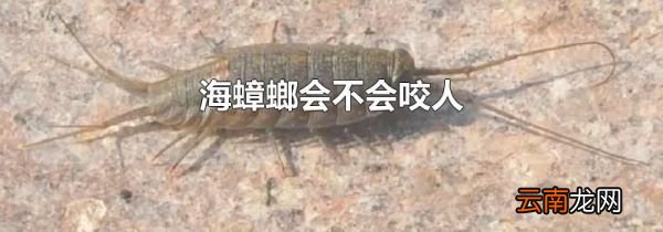 海蟑螂会不会咬人