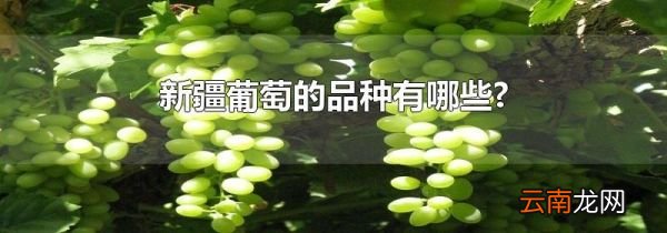新疆葡萄的品种有哪些?