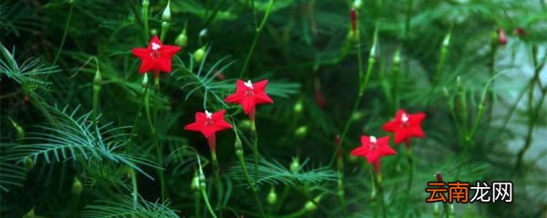 白露时节开什么花 白露节气有哪些花开