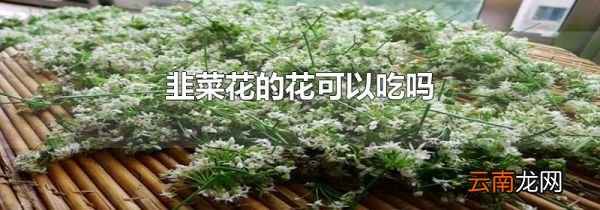 韭菜花的花可以吃吗
