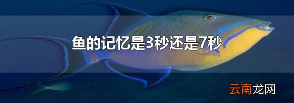 鱼的记忆是3秒还是7秒