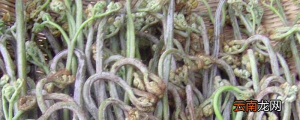 鲜蕨菜怎么处理才能吃 处理蕨菜的注意事项