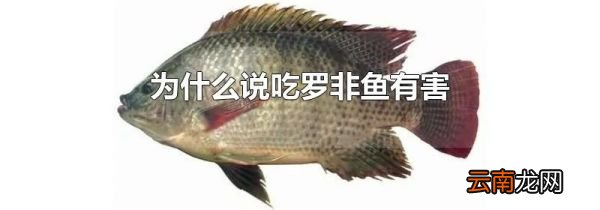 为什么说吃罗非鱼有害
