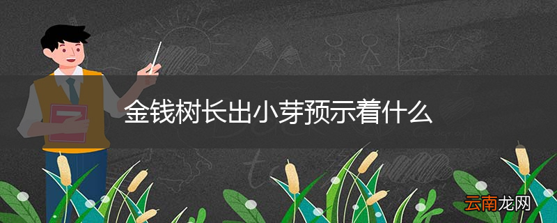 金钱树长出小芽预示着什么
