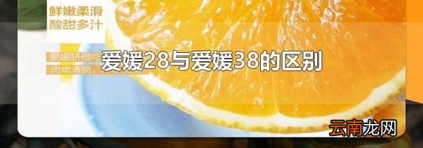爱媛28与爱媛38的区别